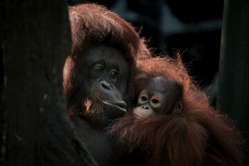 mother and baby bornean orangutan