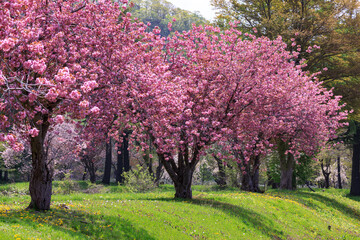 北海道洞爺湖町、烏帽子岩公園で咲き誇る八重桜【5月】