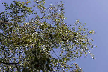 Birch tree at the end of the summer season