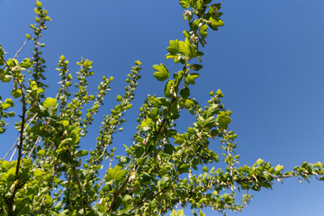 Fototapeta premium young gooseberry shrub with green foliage and flowers
