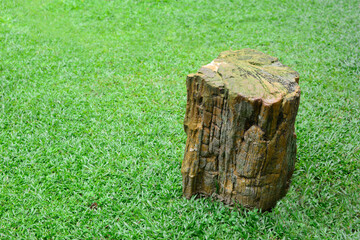 Wood fossil stones in the middle of a green meadow, can be used as a natural theme background