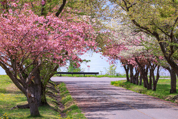 北海道洞爺湖町、烏帽子岩公園で咲き誇る八重桜【5月】