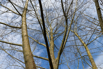 deciduous trees without foliage in spring