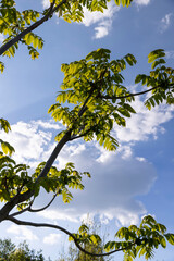 green foliage and walnut flowers during flowering, close-up