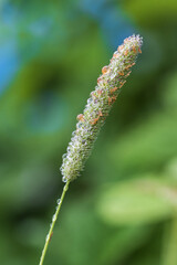 Naklejka premium Water droplets on a blade of grass
