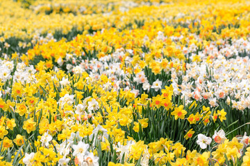 北海道洞爺湖町、約15万本のスイセンが咲き誇るスイセンの丘【5月】 - obrazy, fototapety, plakaty