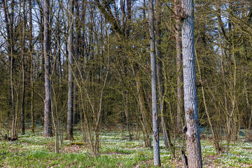 the first spring flowers of anemone are white in a mixed forest