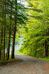 Fototapeta premium road in the woods