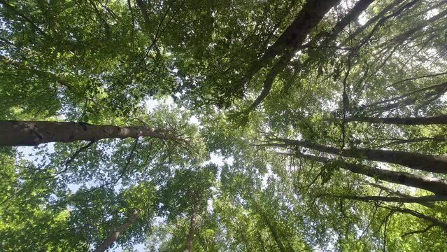 sottobosco, alberi mossi dal vento, 4k