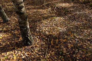 Autumn forest with a large number of birch trees