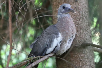 pigeon fledgling