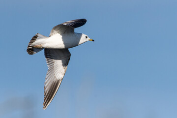 Sturmmöwe (Larus canus) im Sommer an der Ostsee	