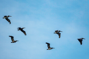 A flock of pelicans traverse a clear blue sky