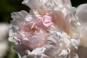 Fototapeta premium beautiful white peonies in summer with water drops