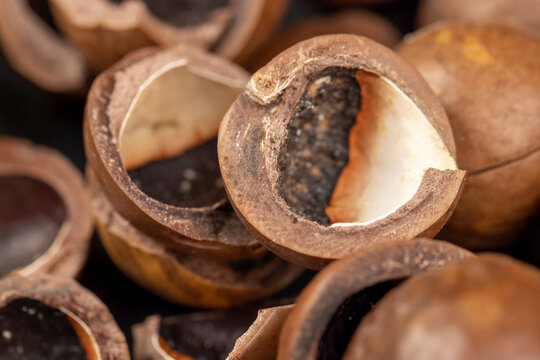 A bunch of ripe macadamia nuts in a hard shell