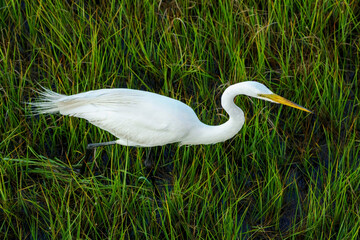A great egret hunts for food amidst tall marsh grasses, yellow beak pointed straight ahead.