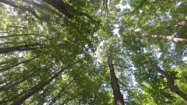 sottobosco, alberi mossi dal vento, 4k