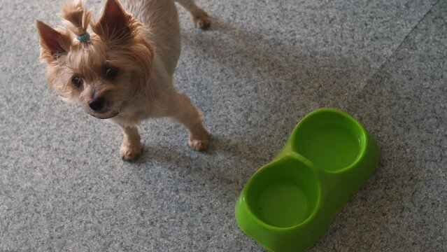 a small dog of breed yoksher terrier hungry looks at the owner asks for food being near empty plates. favorite pets. pet food.