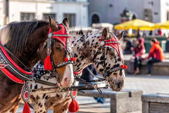 horses with carriage on the main square of Krakow