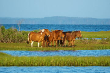 A herd of horses stand in a wetland area in the early morning light