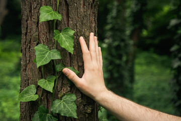 A man's hand touches the bark of a tree covered with ivy in the forest, the concept of caring for nature, love for the planet.