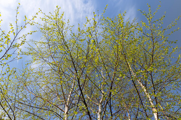 young birch with new green leaves in the spring season