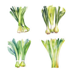  Leeks watercolor paint