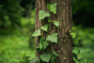 Green ivy growing on tree bark in park, leaves climbing on the tree, wild evergreen climbing plant that stretches along a tree in the forest.