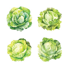 Obraz premium Lettuce watercolor paint 