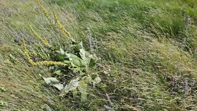 campo con fiori e fili d'erba mossi dal vento, 4k