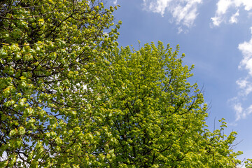 green foliage of linden trees in the spring season