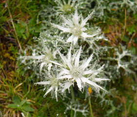 eryngium bourgatii with water drops in the mist in Picos de Europa