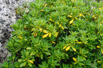 Evergreen shrub with bright green leaves with raindrops in the Picos de Europa