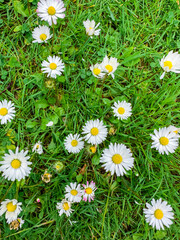 Surface of green grass with daisies seen from above.
