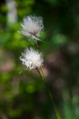 White hairy flower of the Eriophorum plant