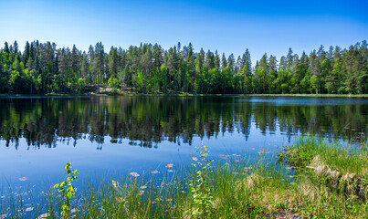 Fototapeta na wymiar Lake in green forest with blue sky