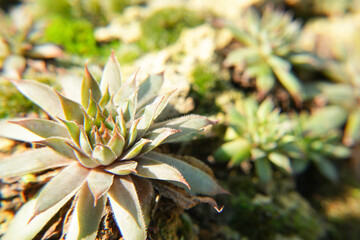 Fototapeta premium Succulents growing on rocks. Desert garden with succulents. Closeup of cacti growing between rocks on a mountain. Indigenous South African plants in nature. Modern gardening. Side view, copy space.
