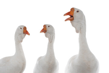 three portrait white goose isolated on white background