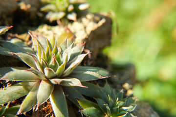 Potted succulent plants. Colorful echeveria plants mix for publication, poster, screensaver,...