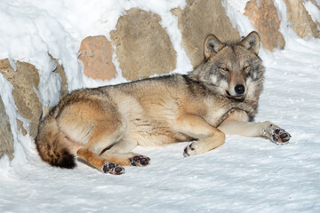 Naklejka premium gray wolf lies in the sun on the snow in winter