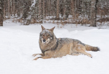 Gray wolf lies in the snow on the background of the forest