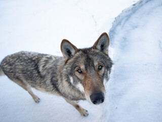 Portrait of a gray wolf taken with a wide angle lens