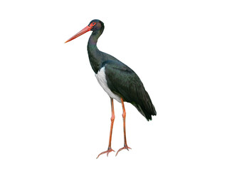 black stork isolated on white background