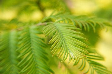 Tiny leaves background in the forest. Colorful green plants mix for publication, poster, screensaver, wallpaper, postcard, banner, cover, post. Side view.