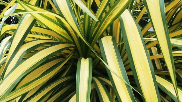 Close up Phormium Yellow Wave for background texture. Grows in the wild jungles of Sri Lanka
