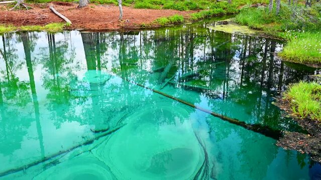 Cold artesian spring in marshland in northern Sweden