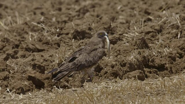 short-toed snake eagle (Circaetus gallicus) with a snake javelin sand boa in the beak after the catch