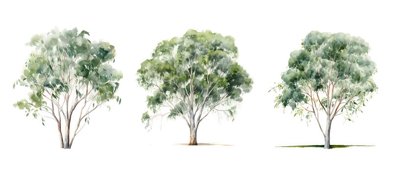 leaf eucalyptus tree watercolor ai generated