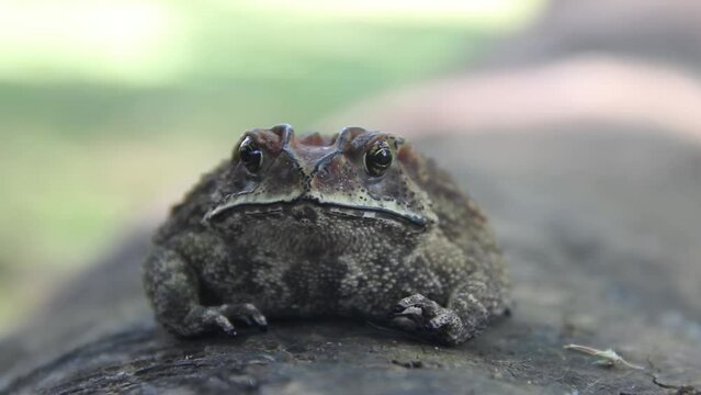 Ferguson's toad (Bufo fergusonii) in past Schneider's (dwarf) toad (Duttaphrynus scaber) amphibian of Sri Lanka and India. Picture from cloud (evergreen tropical) forest of Sri Lanka