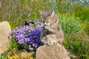 The cat washes his face.  A gray cat is sitting on a stone near spring flowers in a garden. The cat is yawning.  Pets walking in the open air. Close up of a cat.
